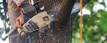 Best Tree Disease Treatment  in Garland, TX